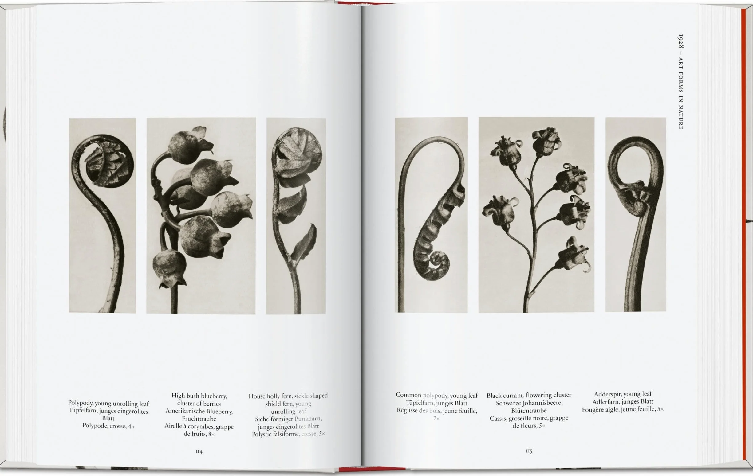 Karl Blossfeldt. The Complete Published Work. 45th Ed. (45th Edition)