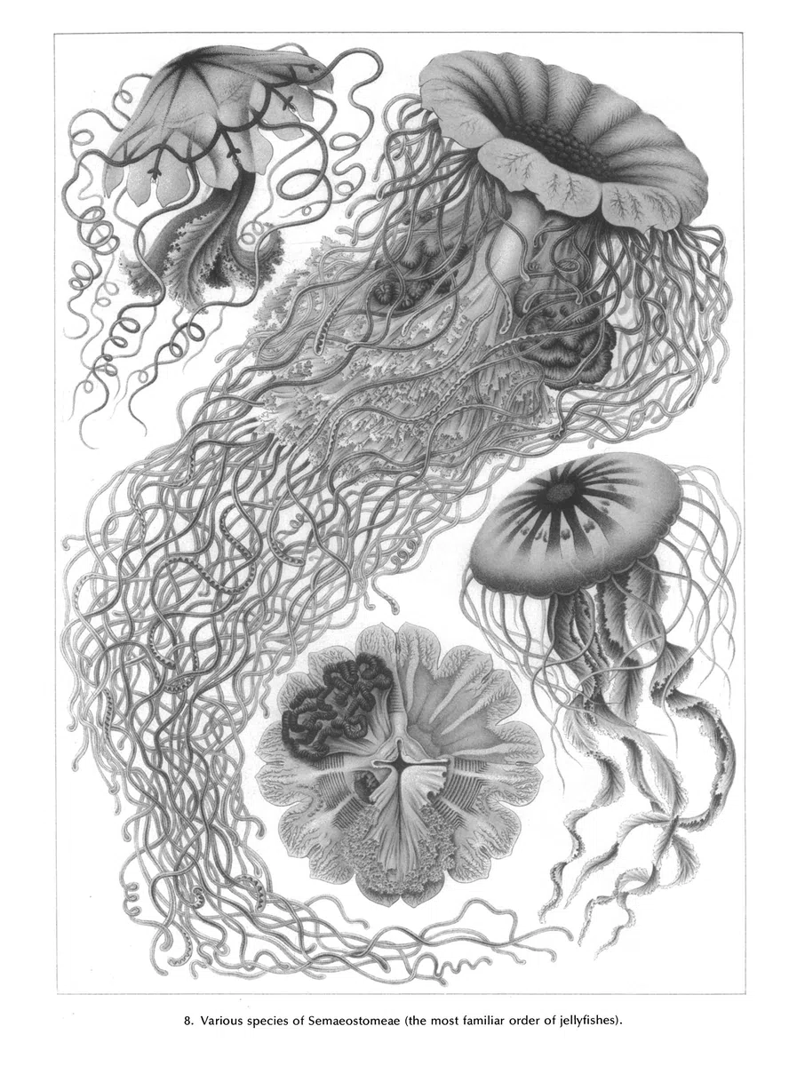 Art Forms in Nature (Dover Pictorial Archive)