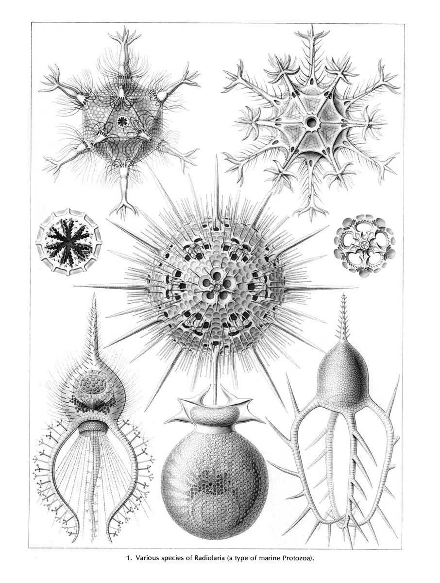 Art Forms in Nature (Dover Pictorial Archive)