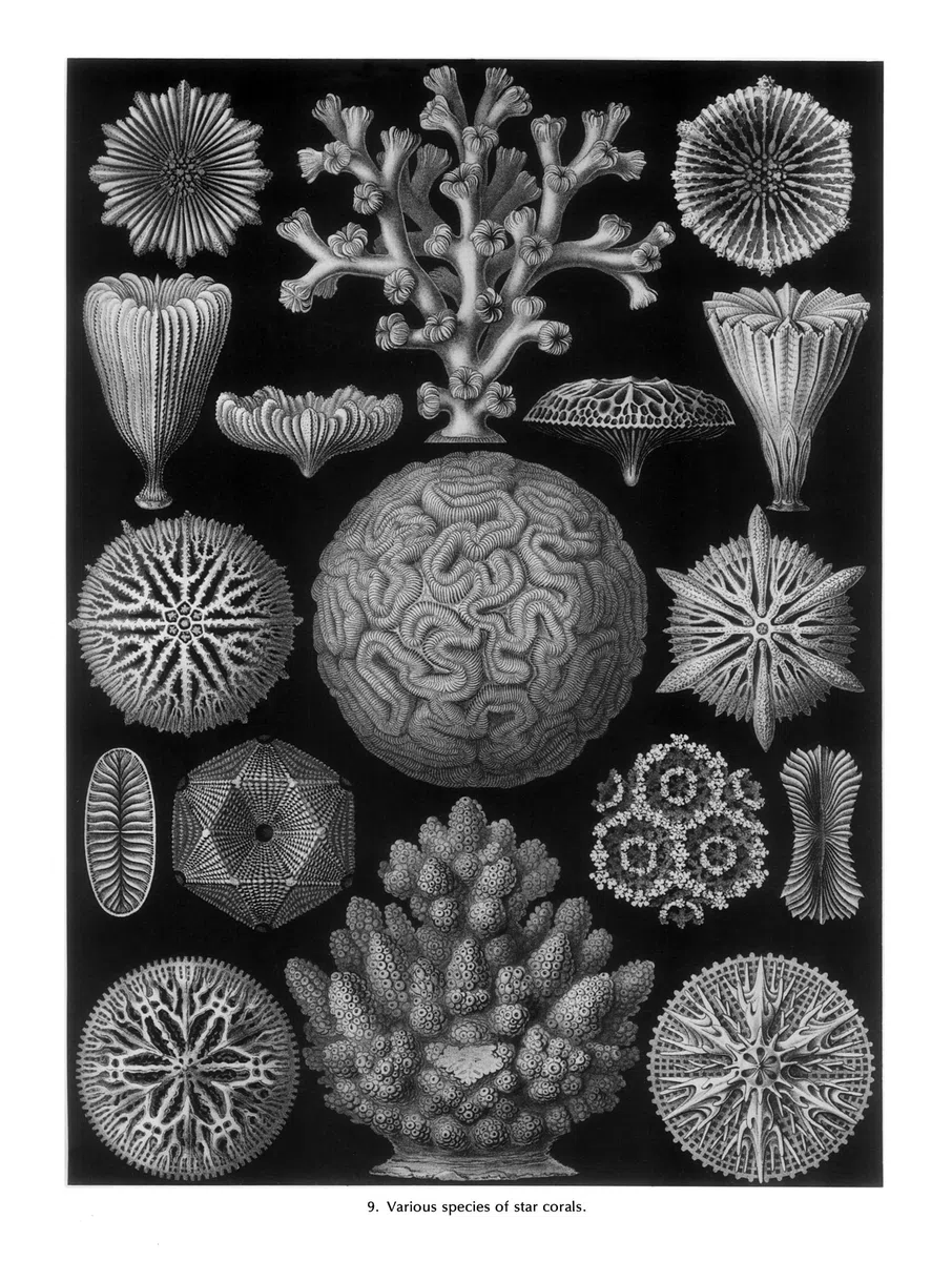 Art Forms in Nature (Dover Pictorial Archive)