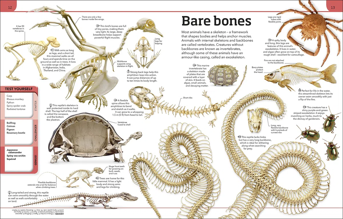 Animal Knowledge Genius!: A Quiz Encyclopedia to Boost Your Brain