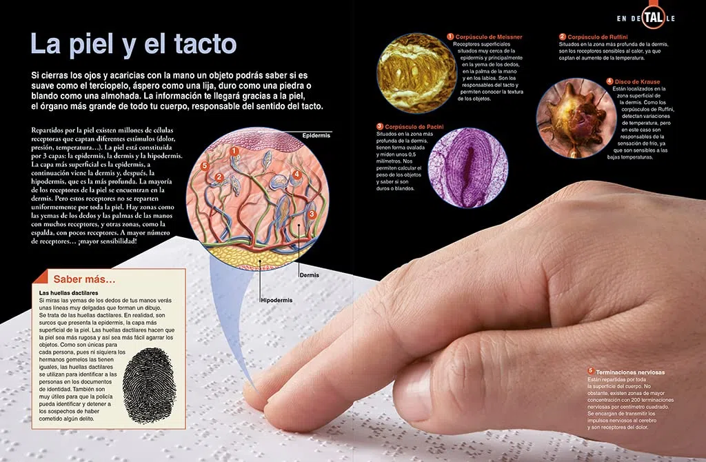 El cuerpo humano: Un apasionante recorrido por el universo de nuestro organismo (National Geographic Kids)