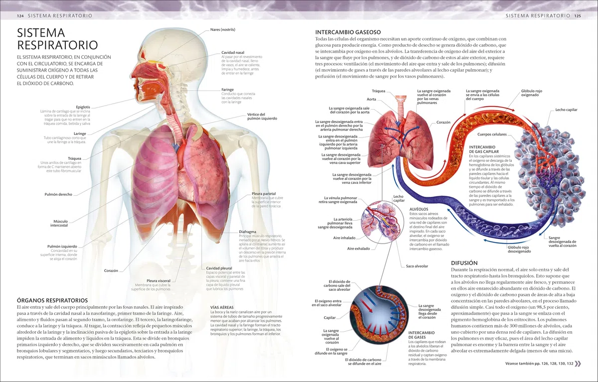 Atlas de anatomía para colorear: Guía de estudio