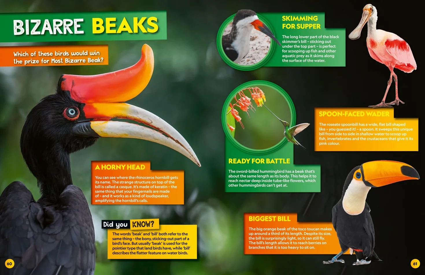 Weird but true! 2026: wild and wacky facts & photos! (National Geographic Kids)