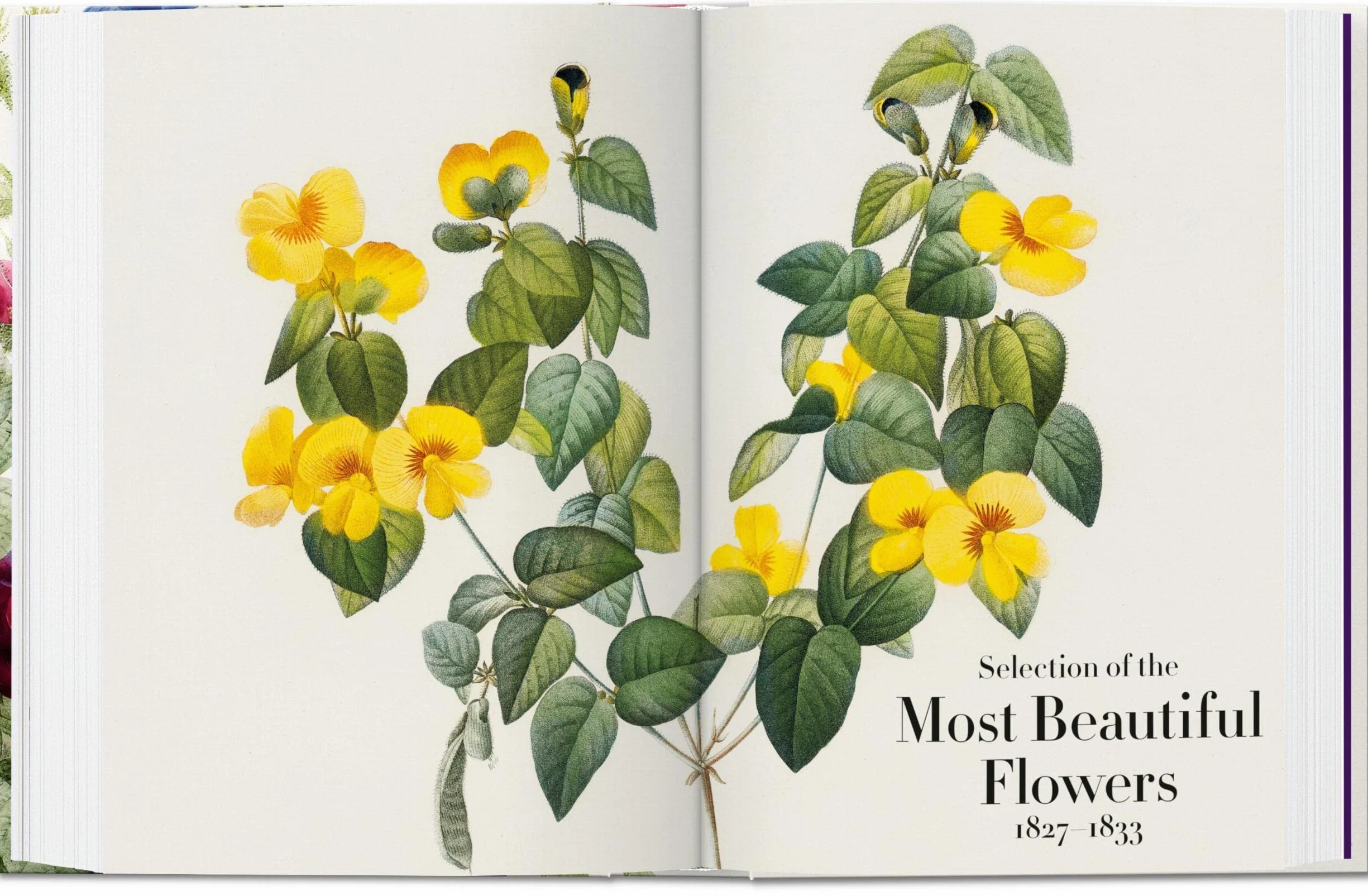 Redouté. Book Of Flowers – 40Th Anniversary Edition: El libro de las flores. 45th Ed. (45th Edition)
