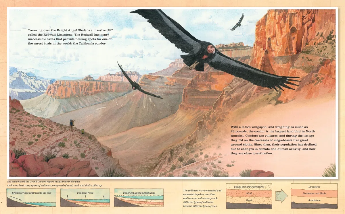 Grand Canyon: (Caldecott Honor Book)