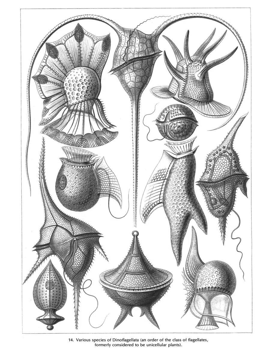 Art Forms in Nature (Dover Pictorial Archive)