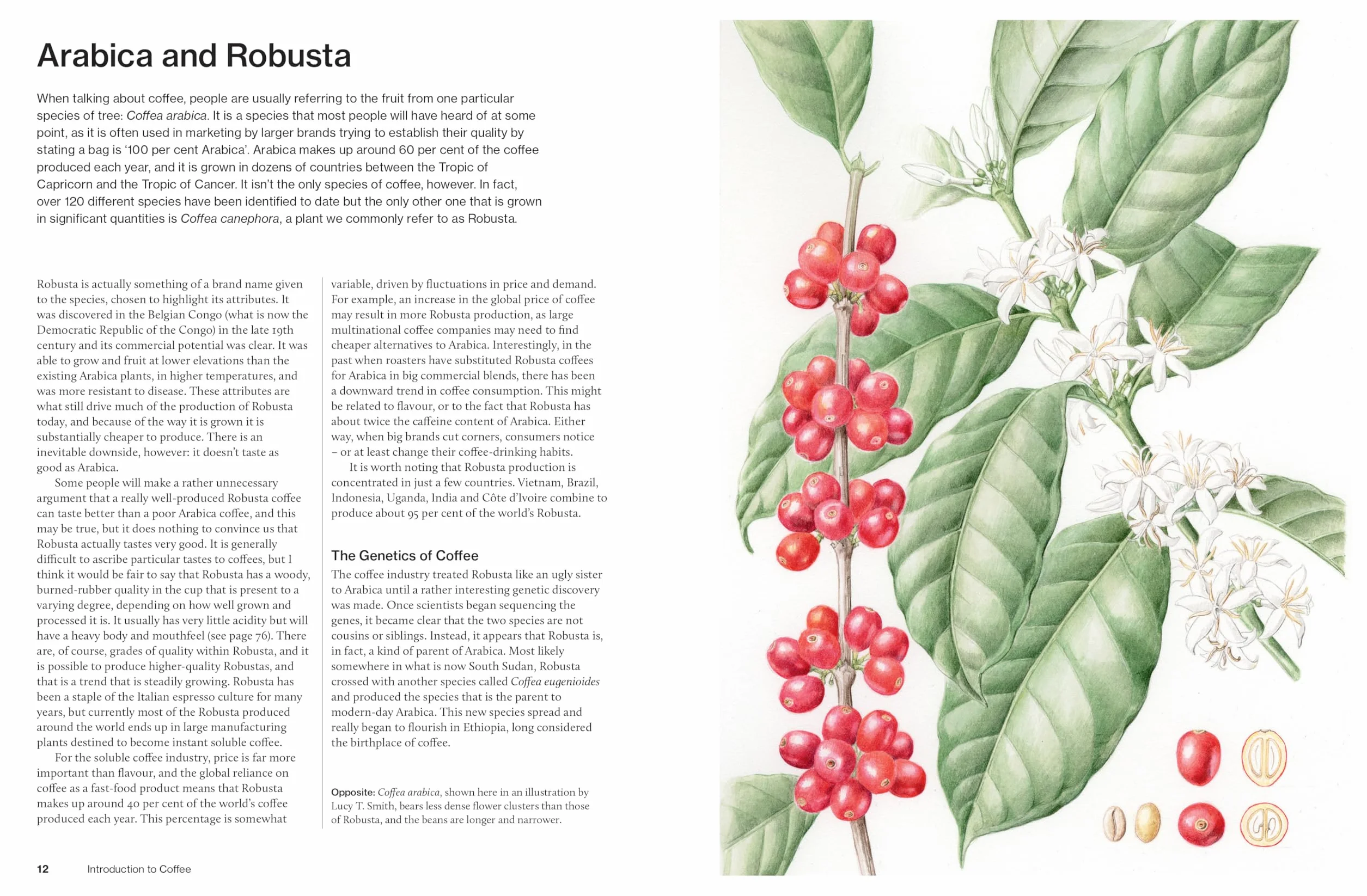 The World Atlas of Coffee 3rd edition: From beans to brewing – coffees explored, explained and enjoyed