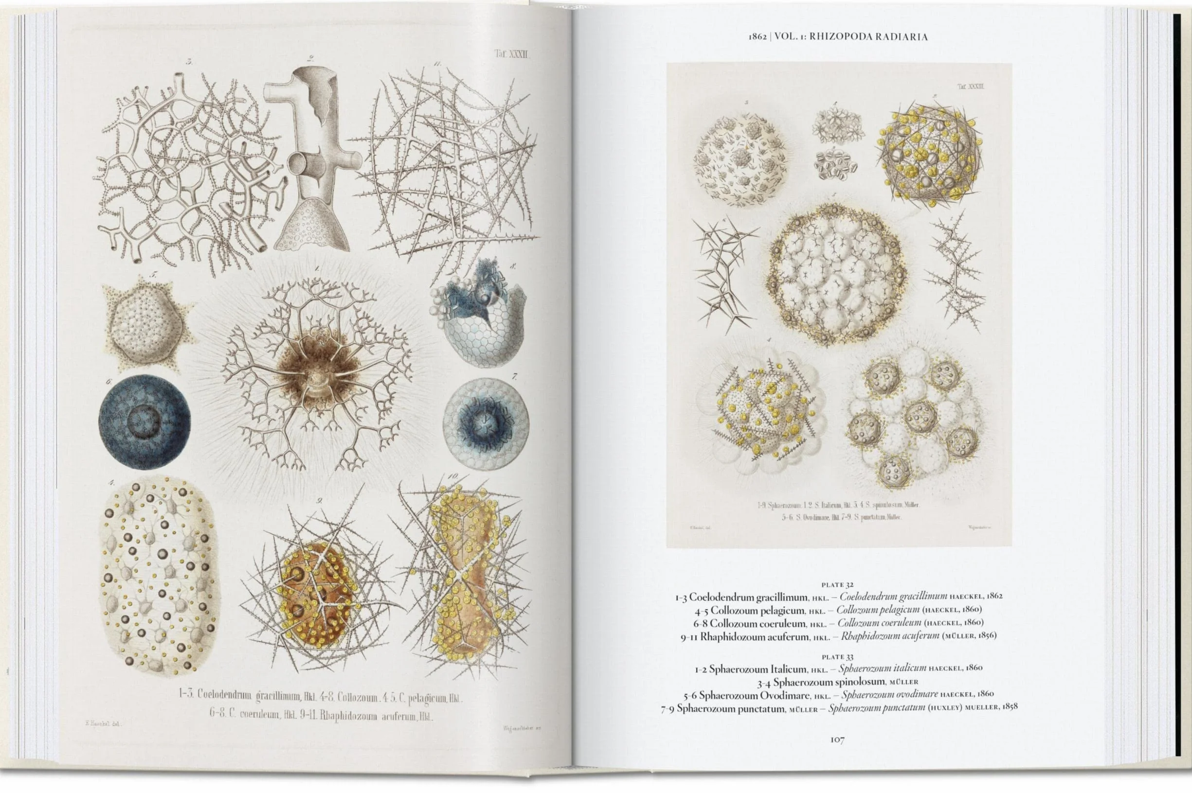 Ernst Haeckel – 40Th Anniversary Edition: 45th Ed. (45th Edition)