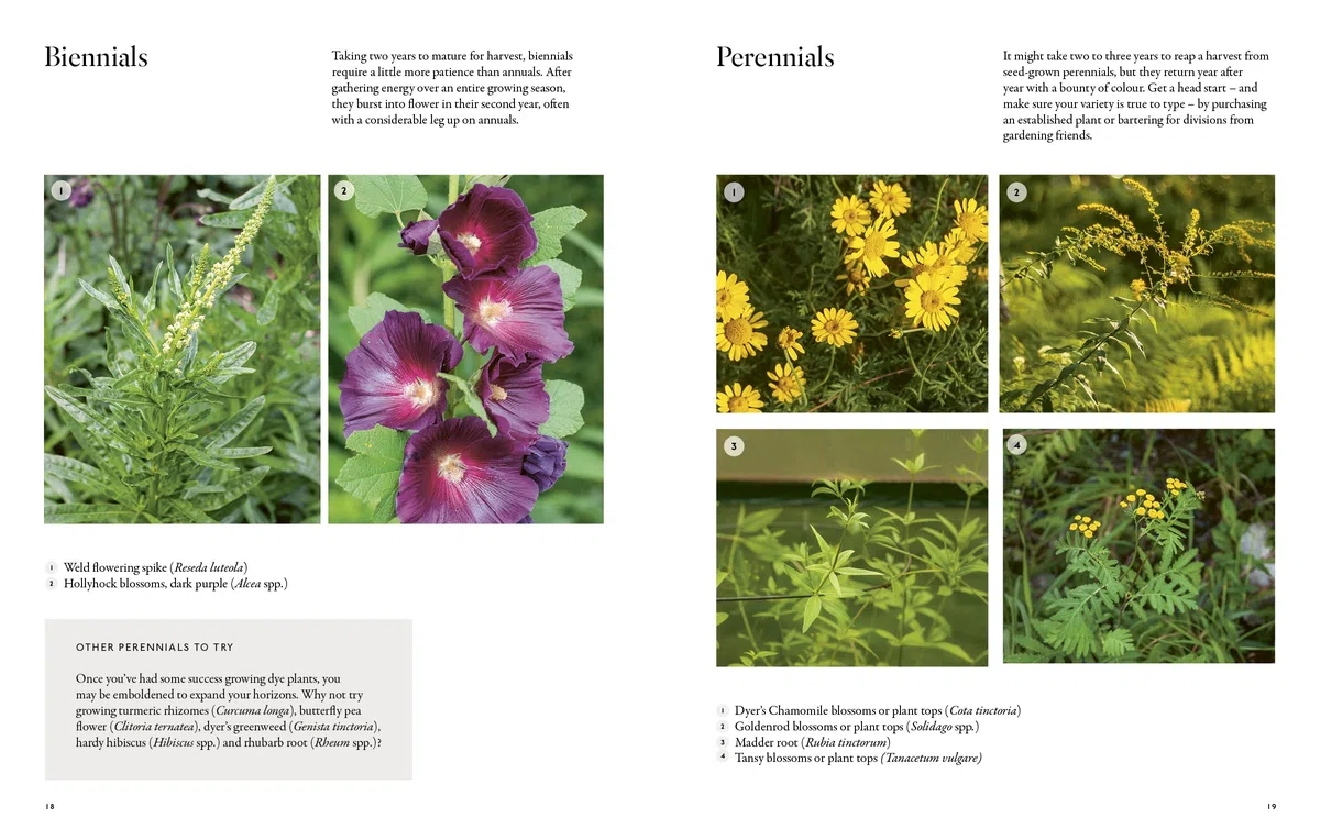 From Plant to Pigment: How to make your own vibrant inks, pastels and paints