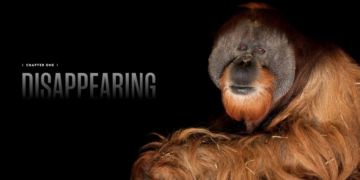 National Geographic The Photo Ark Vanishing: The World's Most Vulnerable Animals