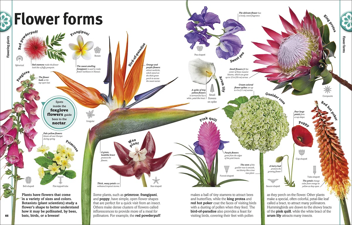 Trees, Leaves, Flowers and Seeds: A Visual Encyclopedia of the Plant Kingdom (DK Our World in Pictures)