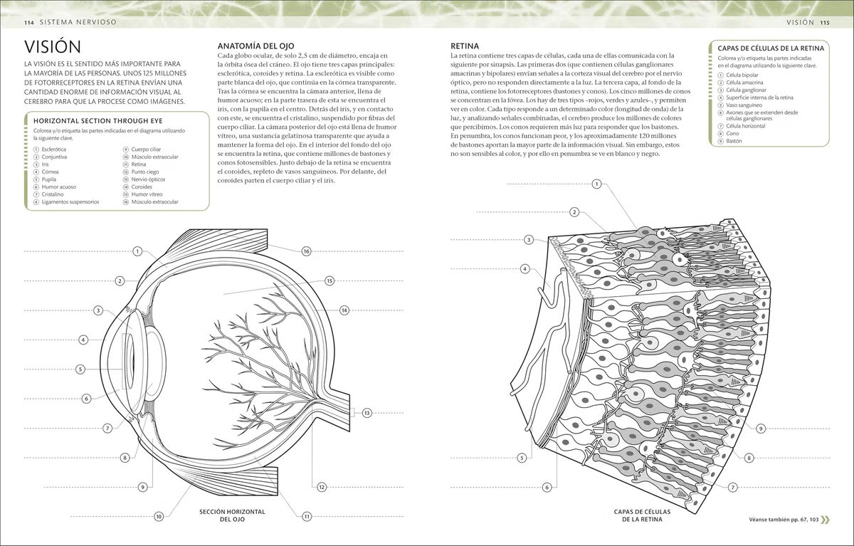 Atlas de anatomía para colorear: Guía de estudio