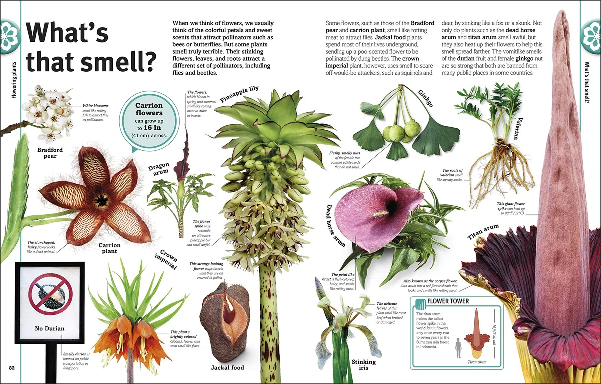 Trees, Leaves, Flowers and Seeds: A Visual Encyclopedia of the Plant Kingdom (DK Our World in Pictures)