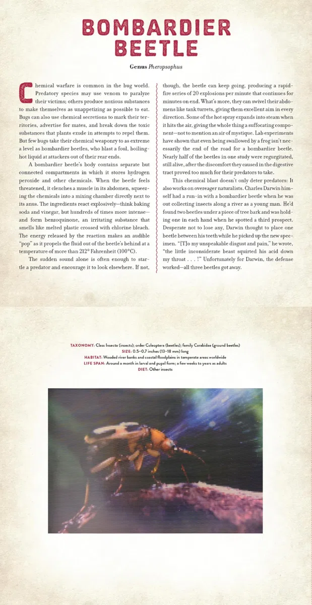 Bugs: A Photicular Book