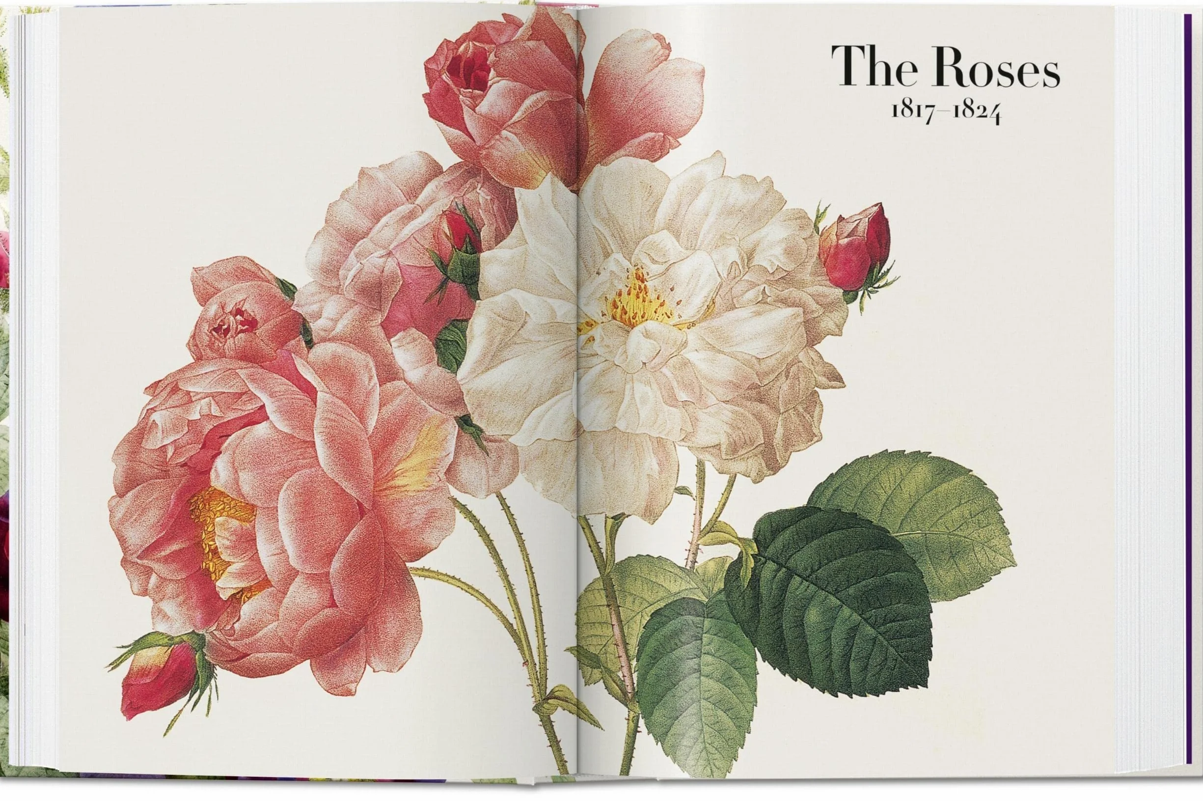 Redouté. Book Of Flowers – 40Th Anniversary Edition: El libro de las flores. 45th Ed. (45th Edition)