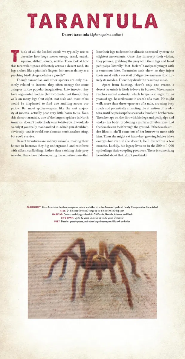 Bugs: A Photicular Book