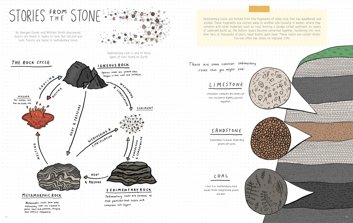 Stones and Bones: Fossils and the stories they tell