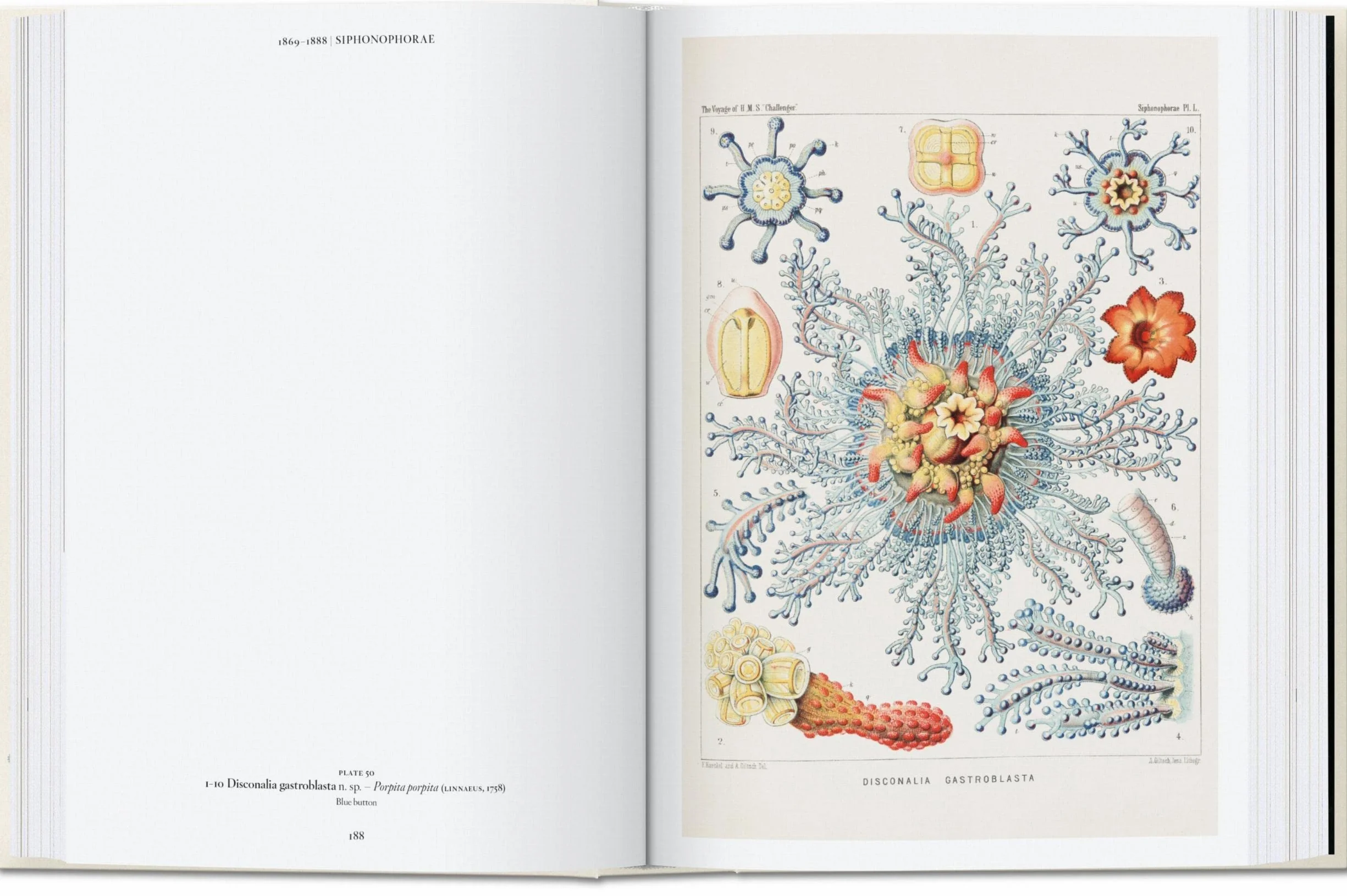 Ernst Haeckel – 40Th Anniversary Edition: 45th Ed. (45th Edition)