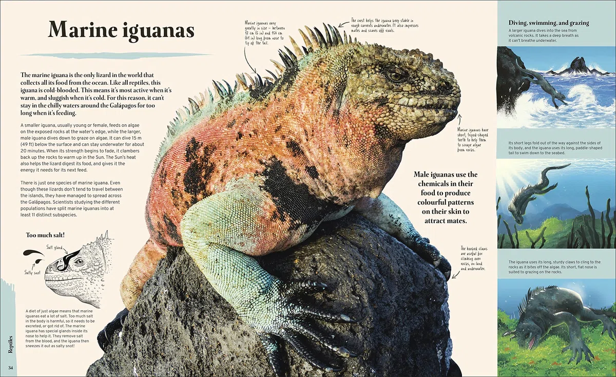 Galapagos: A Unique World of Natural Wonders