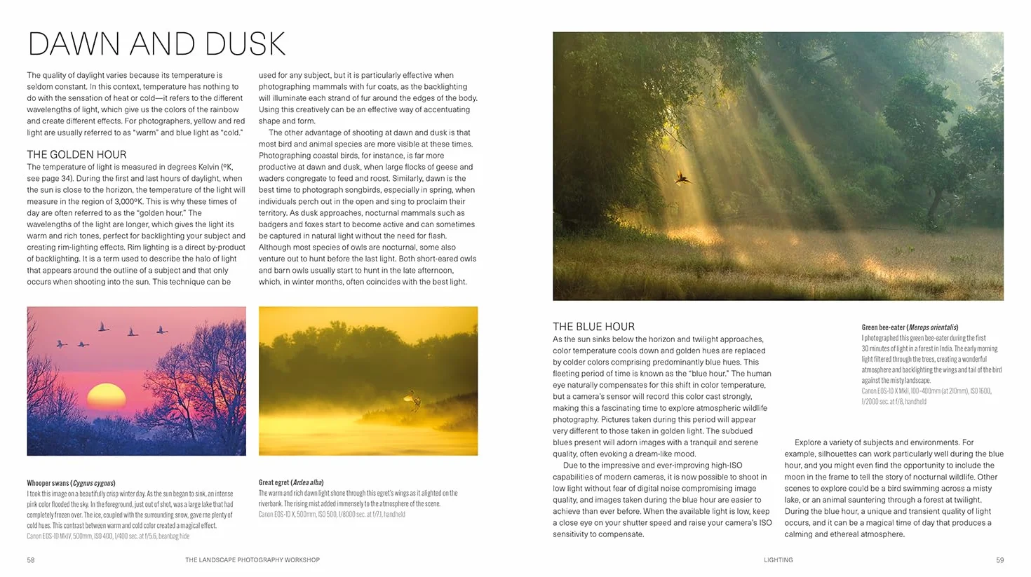 Wildlife Photography Workshop, The