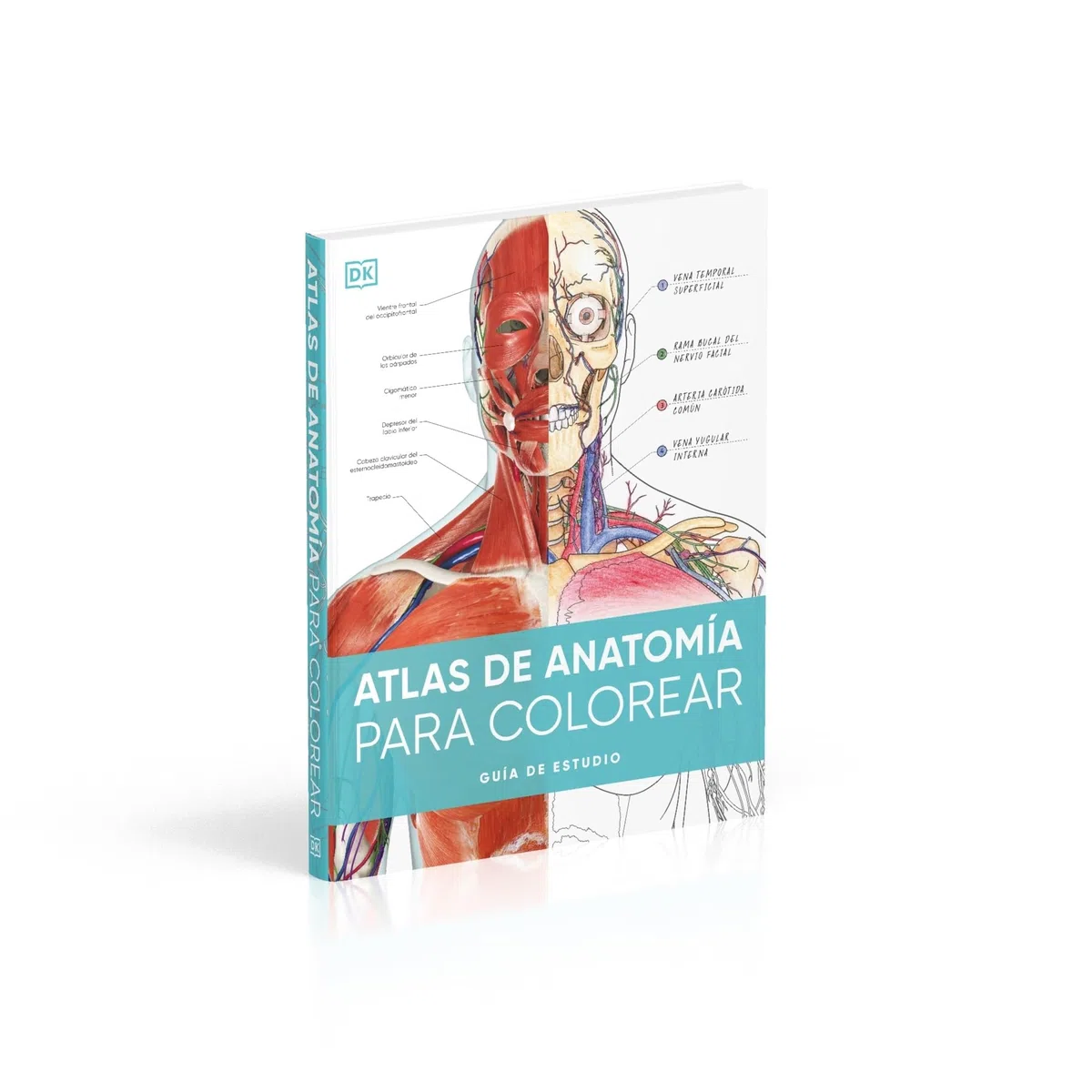 Atlas de anatomía para colorear: Guía de estudio