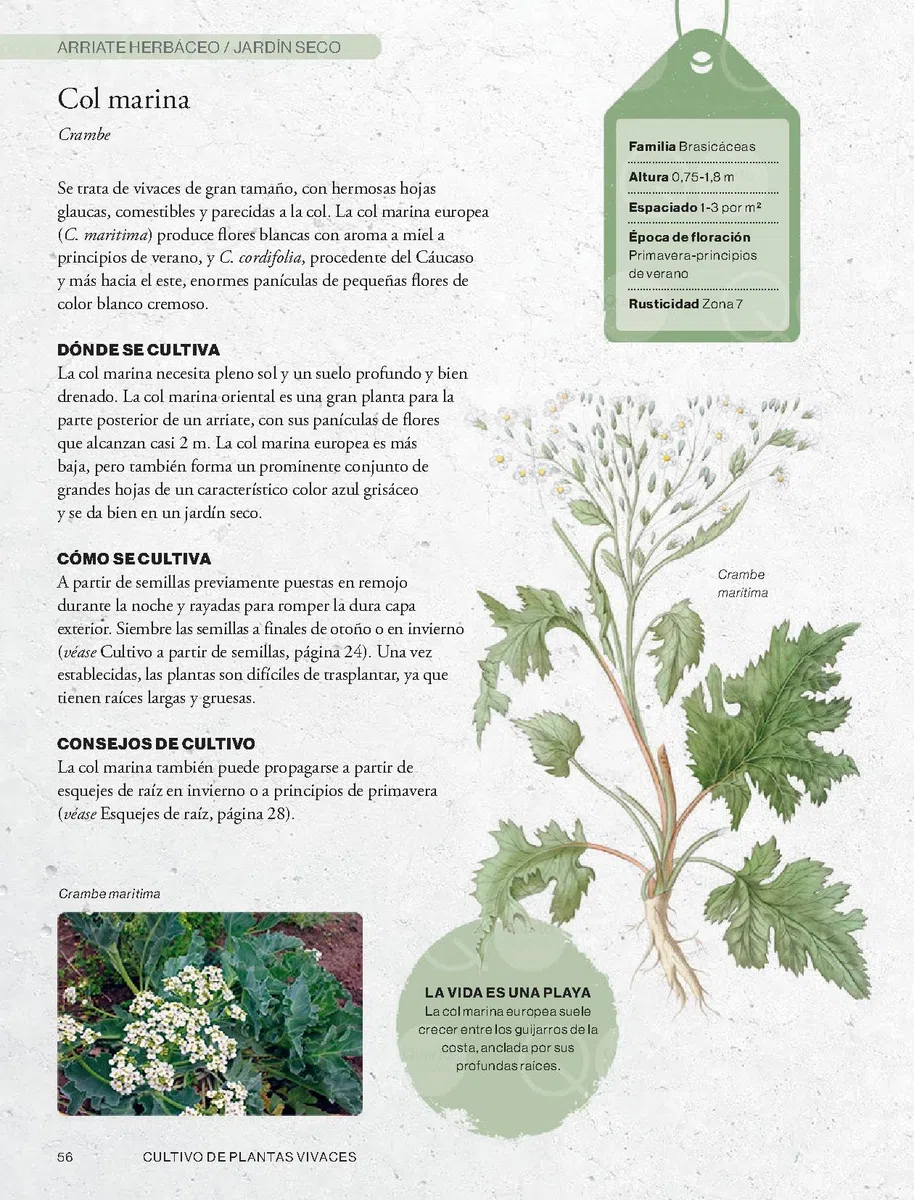 Cultivar plantas vivaces (JARDIN)