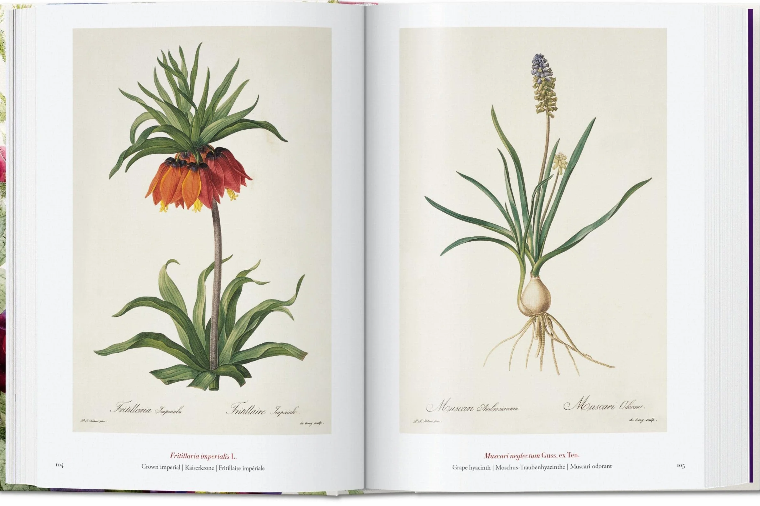 Redouté. Book Of Flowers – 40Th Anniversary Edition: El libro de las flores. 45th Ed. (45th Edition)