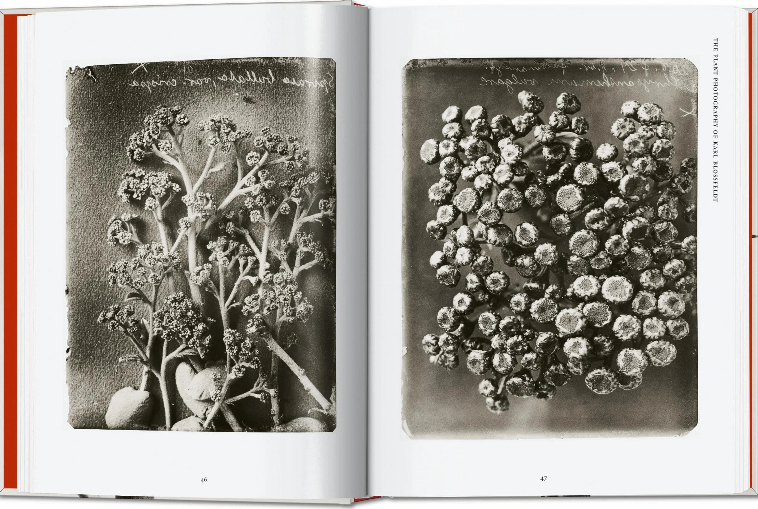 Karl Blossfeldt. The Complete Published Work. 45th Ed. (45th Edition)