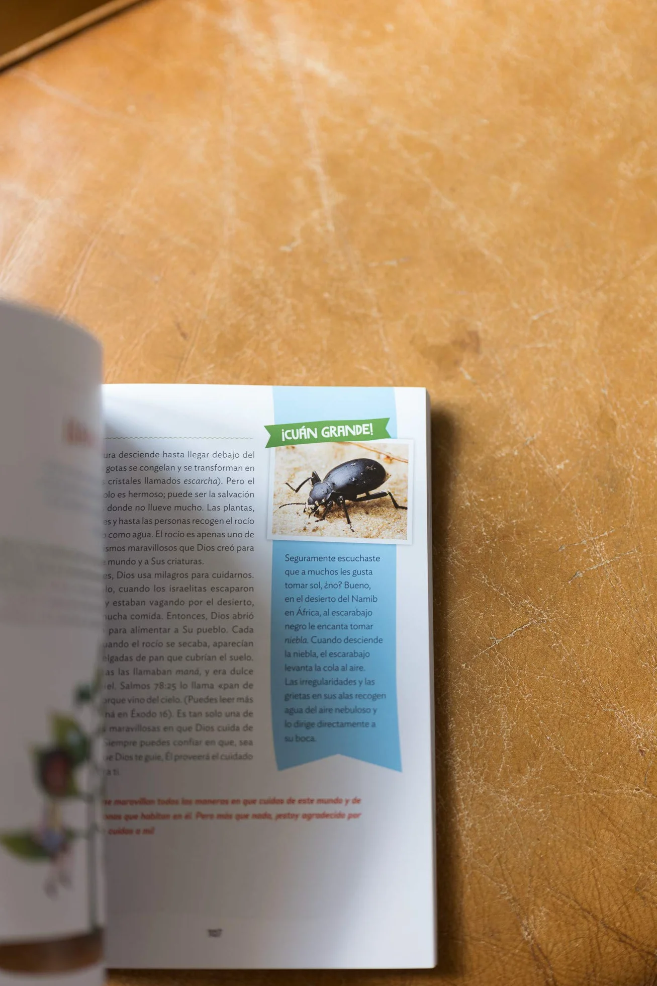 ¡Cuán grande es nuestro Dios!: 100 Devocionales indescriptibles acerca de Dios y la ciencia (Indescribable Kids)