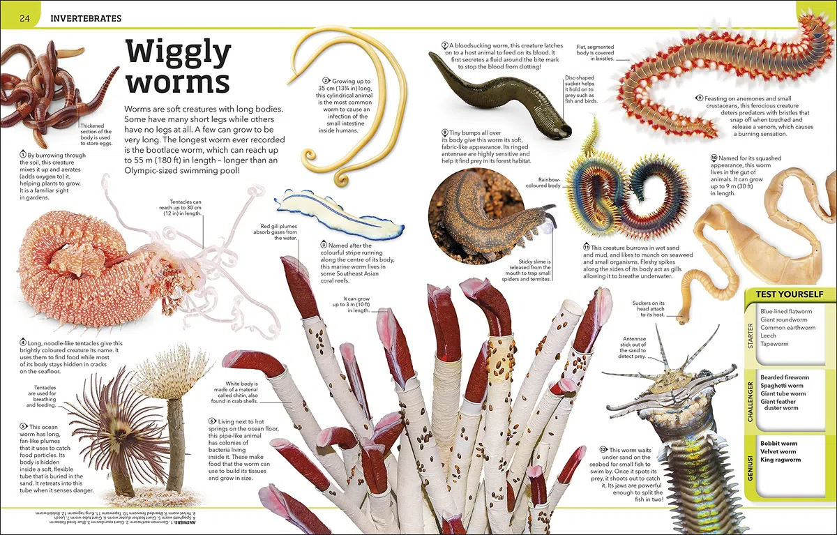 Animal Knowledge Genius!: A Quiz Encyclopedia to Boost Your Brain