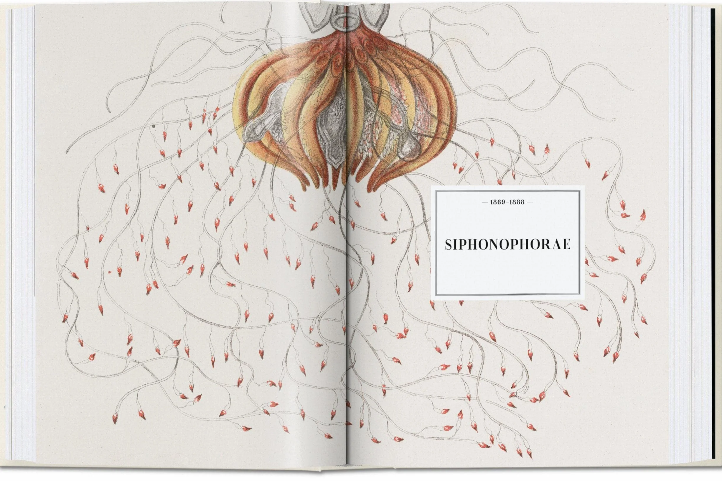 Ernst Haeckel – 40Th Anniversary Edition: 45th Ed. (45th Edition)