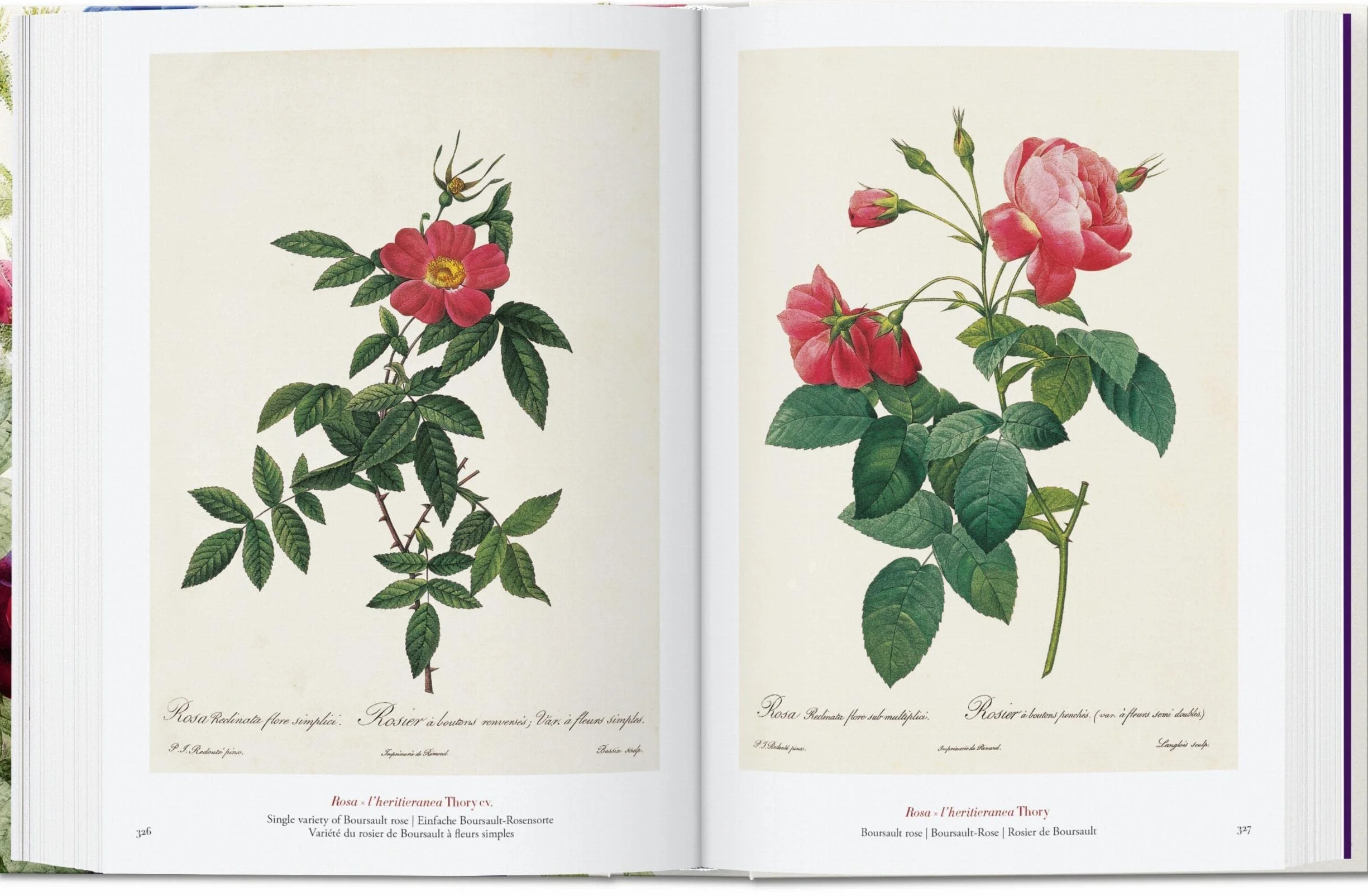 Redouté. Book Of Flowers – 40Th Anniversary Edition: El libro de las flores. 45th Ed. (45th Edition)