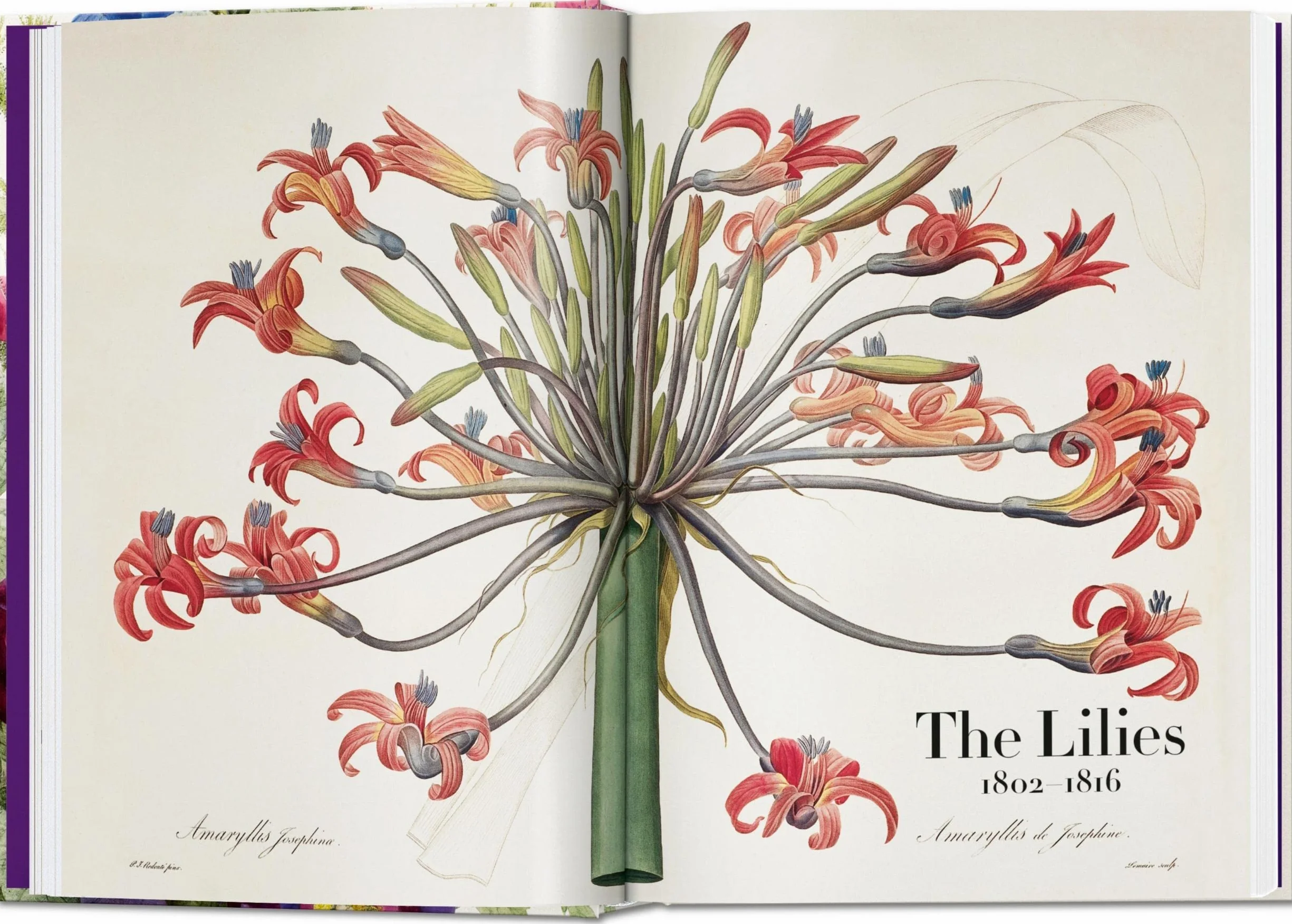 Redouté. Book Of Flowers – 40Th Anniversary Edition: El libro de las flores. 45th Ed. (45th Edition)