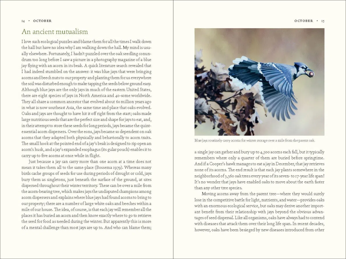 The Nature of Oaks: The Rich Ecology of Our Most Essential Native Trees
