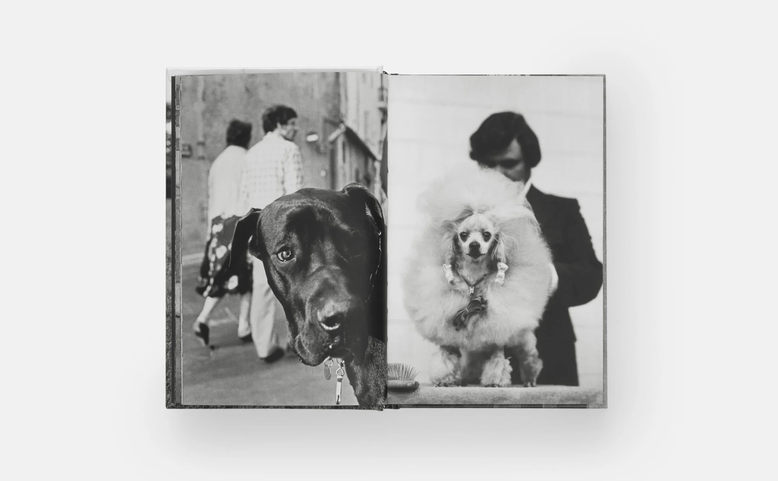 Dogdogs (PHOTOGRAPHY)