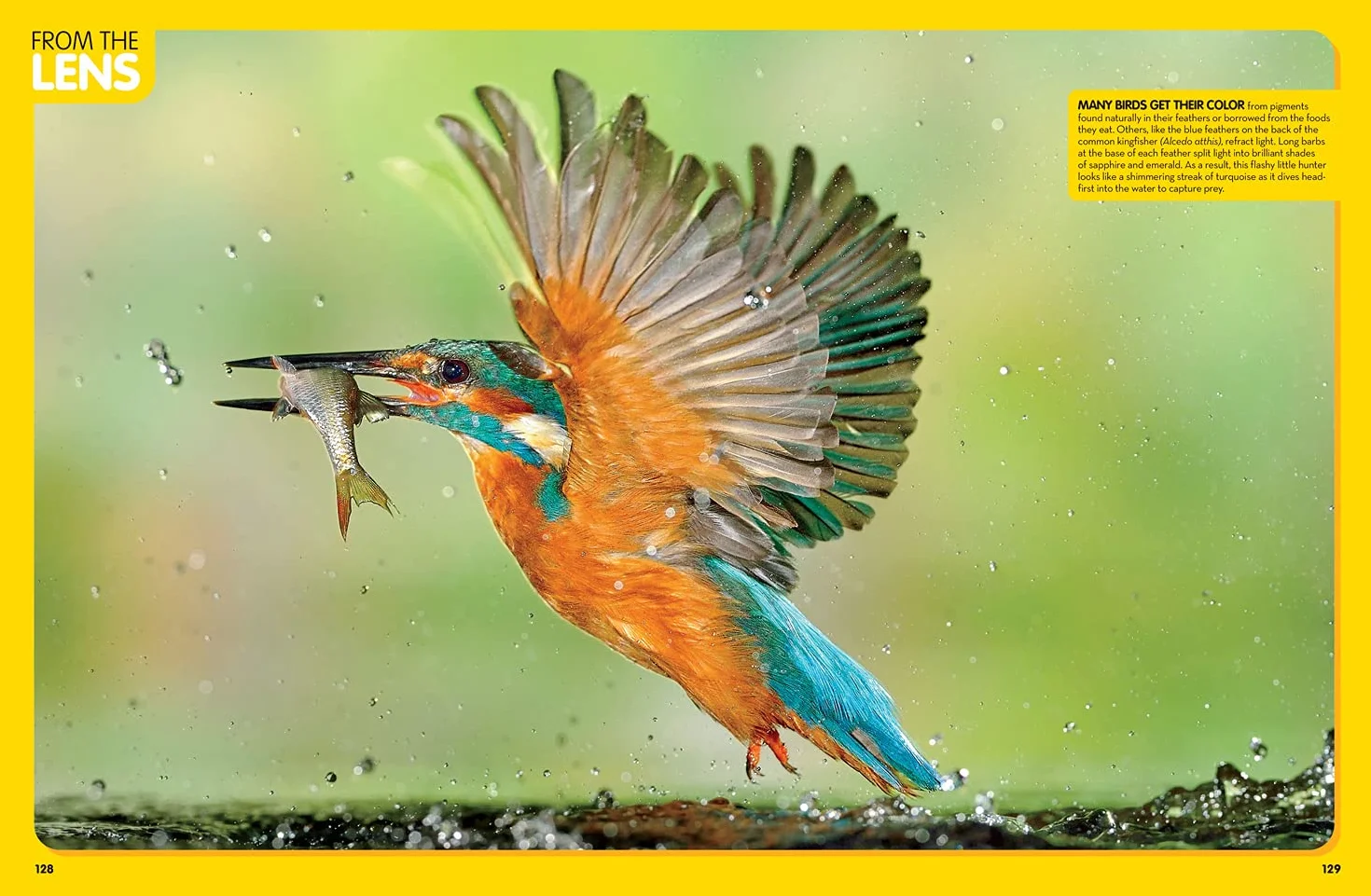 National Geographic Kids Animal Encyclopedia 2nd edition: 2,500 Animals with Photos, Maps, and More!