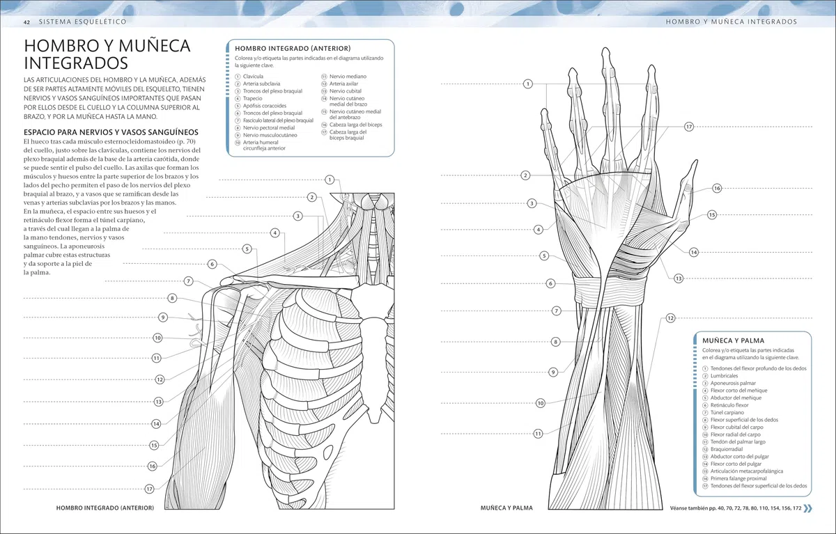 Atlas de anatomía para colorear: Guía de estudio
