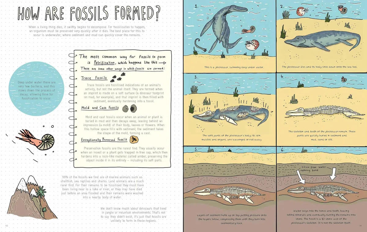 Stones and Bones: Fossils and the stories they tell
