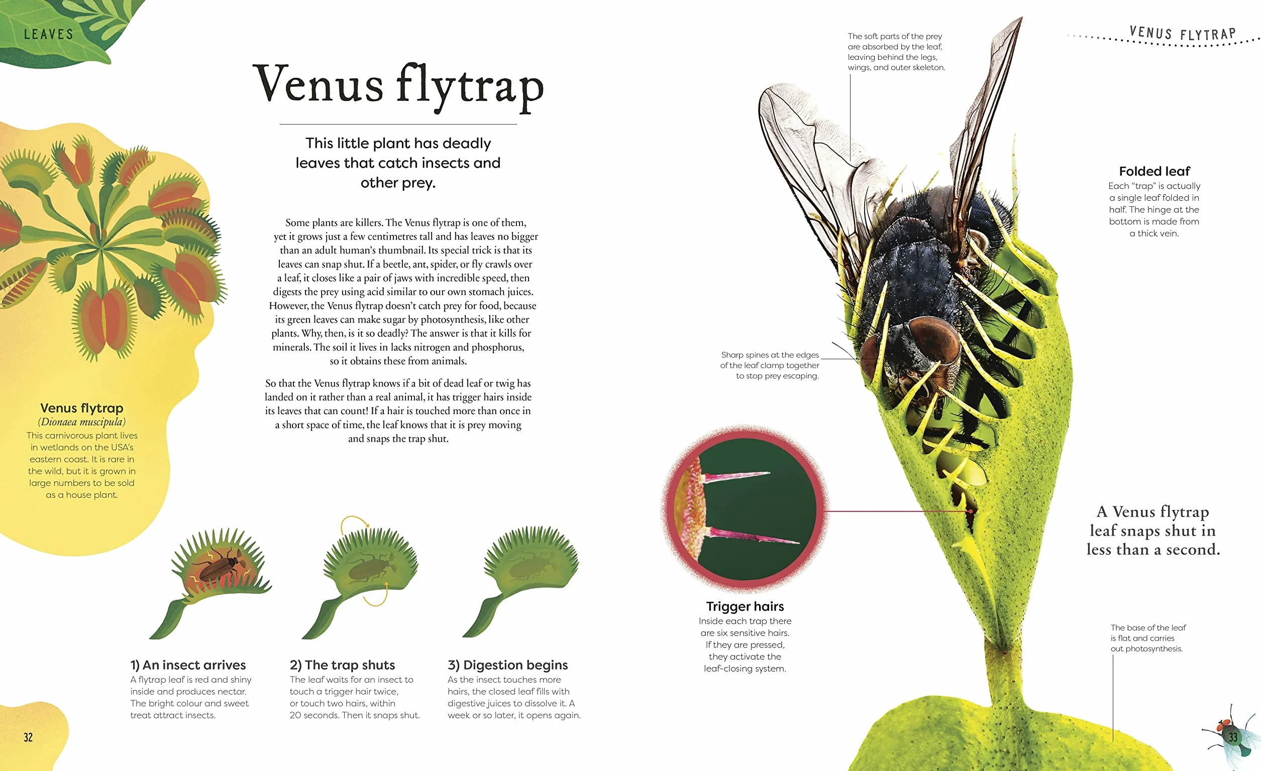 The Secret World of Plants: Tales of More Than 100 Remarkable Flowers, Trees, and Seeds (DK Treasures)