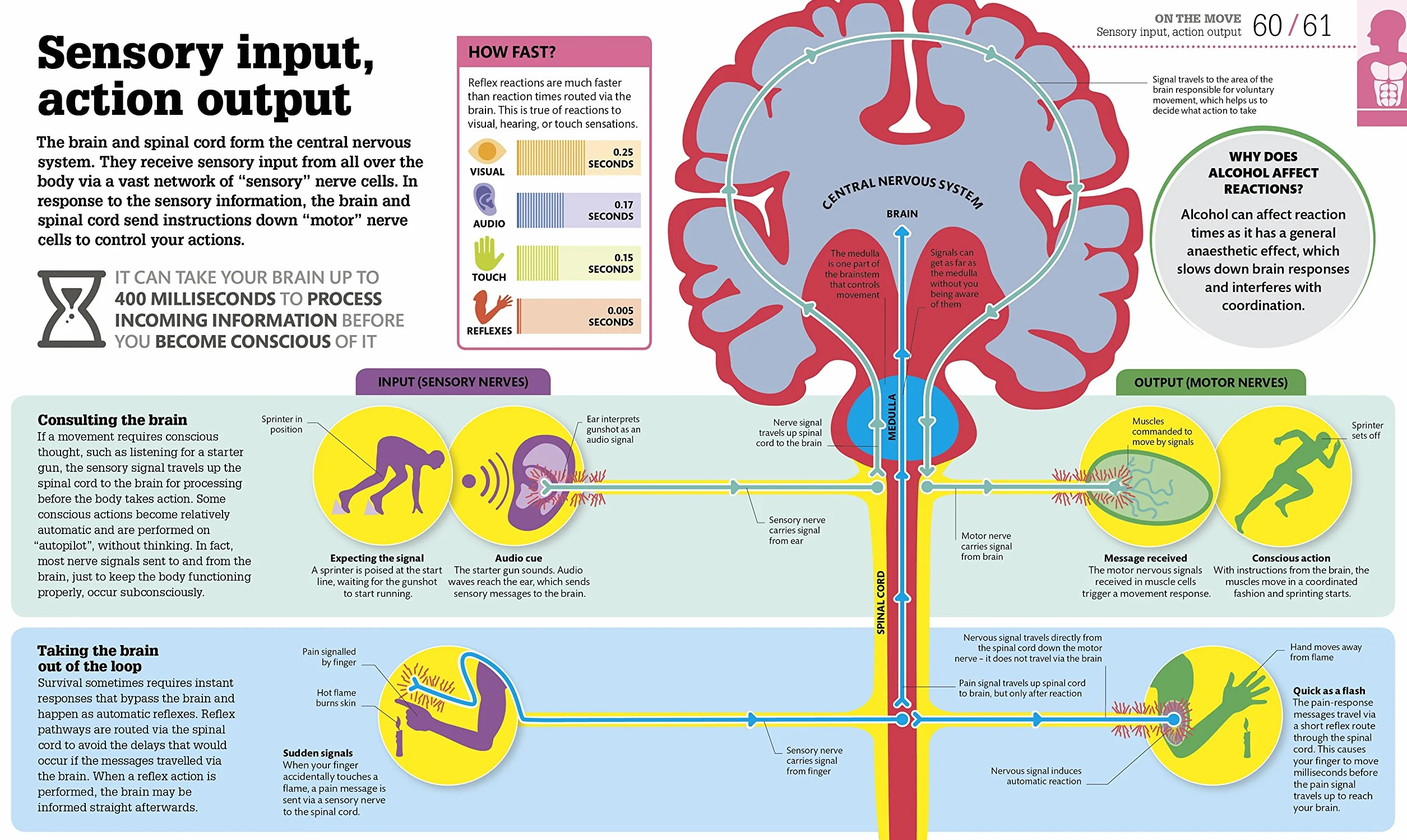 How The Body Works: The Facts Simply Explained (DK How Stuff Works)